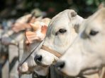 ilustrasi-sapi-kurban Ilustrasi Sapi Kurban iStock