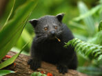 binturong-update_3x2