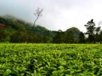 Kebun-Teh-Tambi