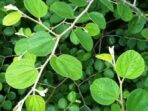 daun-bidara