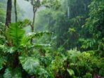lush-vegetation-rainy-day-background_469558-48174