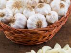 pile-fresh-organic-garlic-vintage-wooden-background_55610-1145