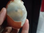 IMG-20260326-WA0032